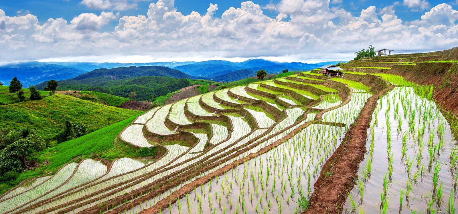 Chiang Mai