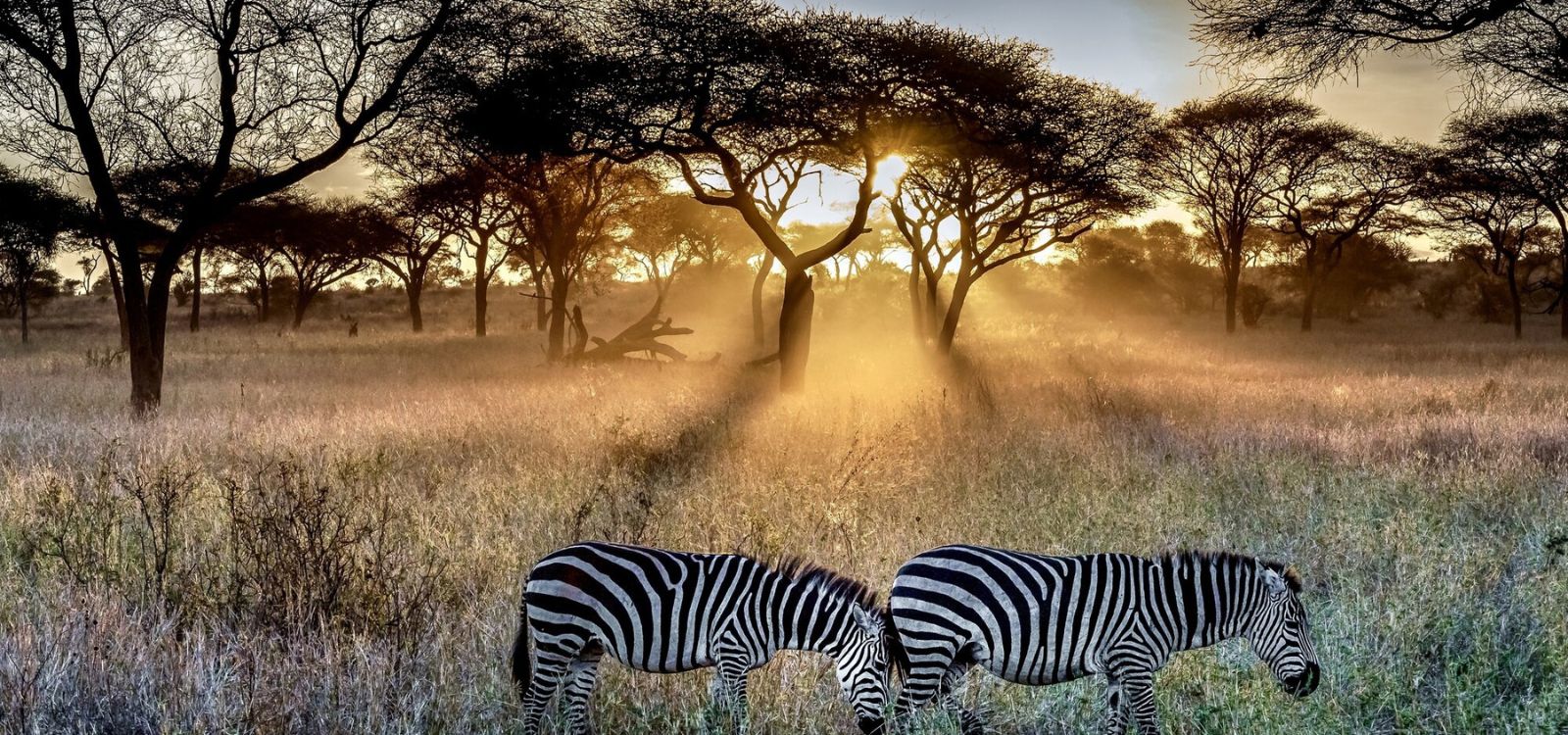 Africa